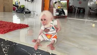 Monkey ZiZi anxiously waited for Dad to return from taking monkey SinSin to the doctor