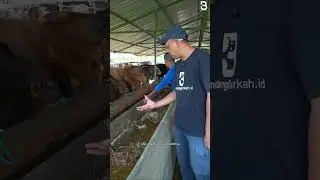 Perawatan sapi agar cepat stabil, Pakan Sehat & bernutrisi #sapi #suksesternaksapi #peternakanbatam