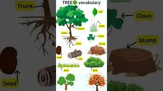 #Tree #parts #vocabulary #learnenglish #shorts
