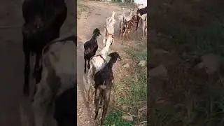 female 🐑 #motivation #inspiration #science #facts #education #sonusharma #inspirational #video #goat