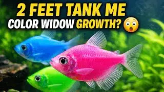 2 Feet Aquarium Me Color Widow Fish Fast Growth Kaise Kare?