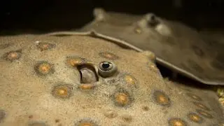 Freshwater stingray pups at Aquadisiac, Sydney