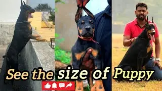 Top notch heavy bone European Doberman puppies available for new home 9406132275