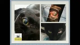Veterinarians can and should be be leaders in the animal rights movement - Travis Strong [IARC2019]