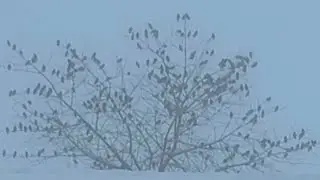 Крик птиц...поток