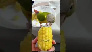 Even if you cut off a parrot s beak there are a few things it won t tell you#Parrot