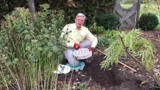 Mark's Choice Preplanted Bulbs