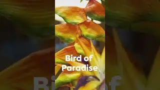 Best Indoor Stylish Plants with Big Leaves | Big Leaf Indoor Plants | Houseplantslove