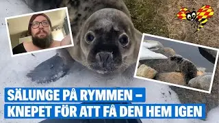 Hittade sälunge i trädgården – en kilometer från kusten i Skelleftehamn