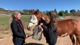How to put on a fly mask. 4-H