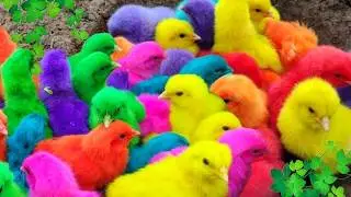 Catching Color Chickens, cute chickens, colorful chickens, cute ducks, cute rabbits, cute animals