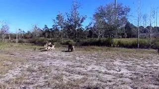 Off Leash Recall Andre Alex Elliot Dogtra Remote Pager