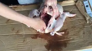 How To Gut a Chicken