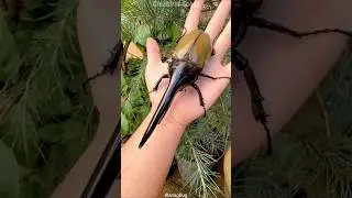 The Strongest Bug on Earth? Meet the Hercules Beetle!