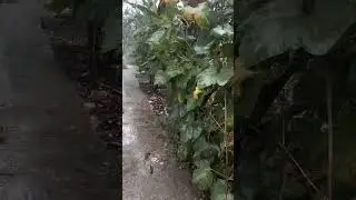 Rain 🌧️ day in winter season #nature #gugul #bijaya #trending