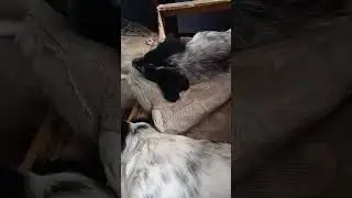 The Science of Why Your Dog is Weird