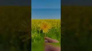 Rapeseed fields💛🌼