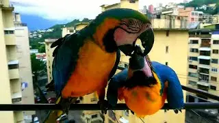 Macaw Parrot Feeding His Baby in Wild #cute #family #love