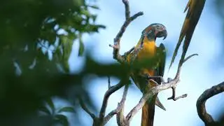 Blue throated Macaw (Ara glaucogularis), Barba Azul Nature Reserve, Bolivia