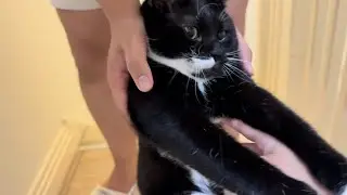 cat gets tickled (twice)