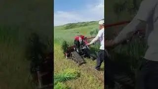 oat harvesting, reaper binder, high efficiency!