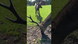 Hi deer 🦌.Олені#nature #denmark #summer #onemoreday