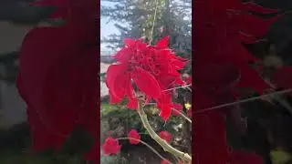 Red Flower Nature Beauty | Peaceful Morning Garden Shot #flower