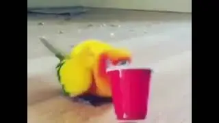 Party Parrot