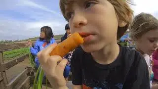 Tanaka Farms Strawberry Picking 2018