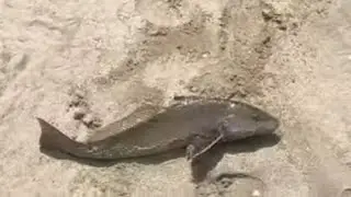 SoCal Surf Fishing: My First Corbina Sight Fishing/ Plus Spotted Bay Bass!