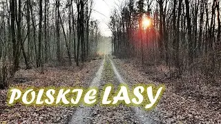 ПОЛЬША/ ЛЕС В ПОЛЬШЕ И ШТРАФЫ ЗА НЕЗНАНИЕ ПРАВИЛ/ Polskie lasy/ Za co mandaty w lesie?