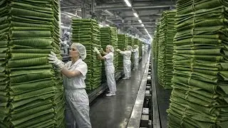 Inside a Massive High-Tech Banana Leaf Sterilization Factory (Full Washing Process)