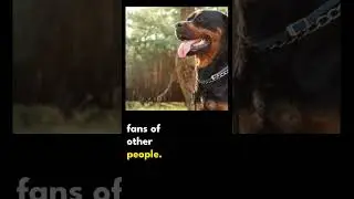 7 misconceptions about rottweiler - not good with strangers