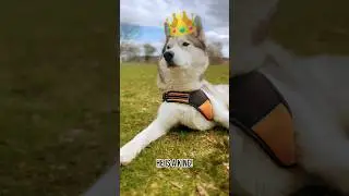 My Husky Dog Thinks #shorts  #funnyhuskydog #funnydogcompilation