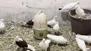 Baki goyercinleri