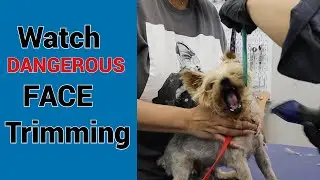 Multiple Ways to Trim Aggressive Dog Faces