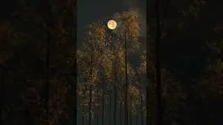 enjoy the nature 