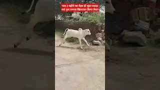 2 month old calf💲price has been fixed at lakhs of rupees 📞96717-50028👌Prepared by feeding it with all the qualities #calf #Cow