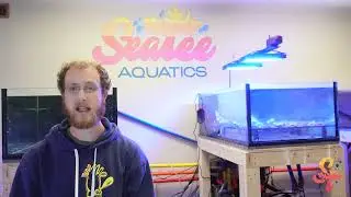 Nutrients in a Saltwater Aquarium - The SeaTee Method
