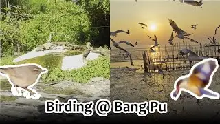 Feeding bird and watch bird bath in secret place at Bang Pu. (FULL TRIP REPORT) No commentary