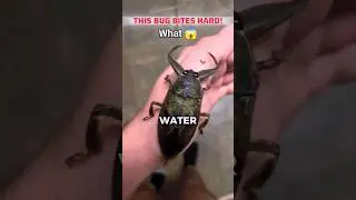 This Bug Lives in Water&hellip; and It Bites HARD!&rdquo;#viral #facts #didyouknow #bug