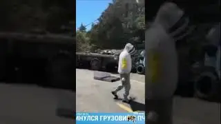 250 миллионов пчёл попали в аварию #shorts #bee #insects