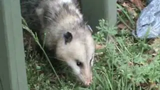 Pogo Possum's Visit.mpg