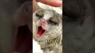 Surprising Facts About the Adorable Gray Mouse Lemur #shorts #animals #facts