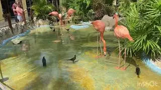 Visiting A AVIARIUS in Costa Maya Mexico