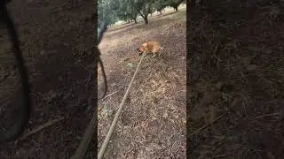K9 Trailing Training