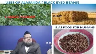 GOAT FARMING-ANNUAL LEGUME FODDER : ALASANDA (LOBHIA) CULTIVATION -PART-19