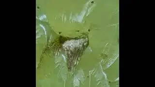Macro Extremo: Oruga