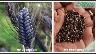 Organic Black Wheat: A Superfood for Health & Nutrition | Eywa Seeds