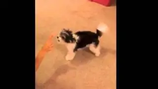 Tinkerbelle the Dog does a quadruple roll